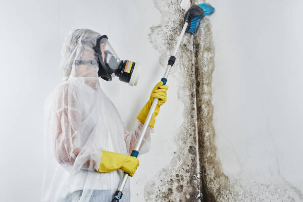 Best Black Mold Removal in Pinehurst, ID